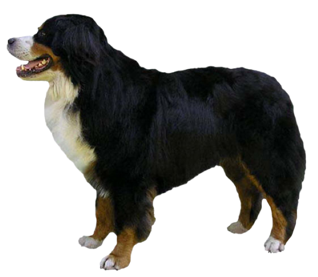 Grooming the Bernese Mountain Dog
