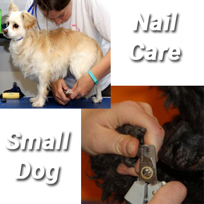 Small Dog Toenail Care