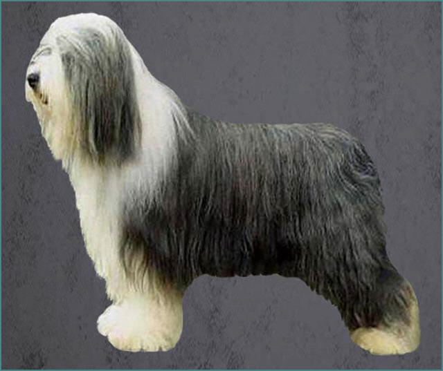 Grooming the Bearded Collie