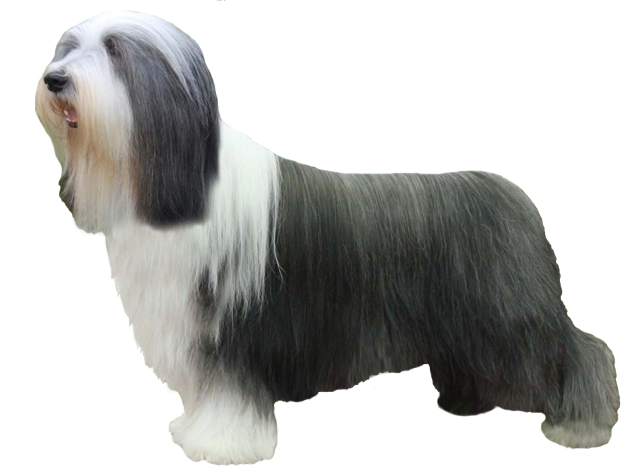 Grooming the Bearded Collie