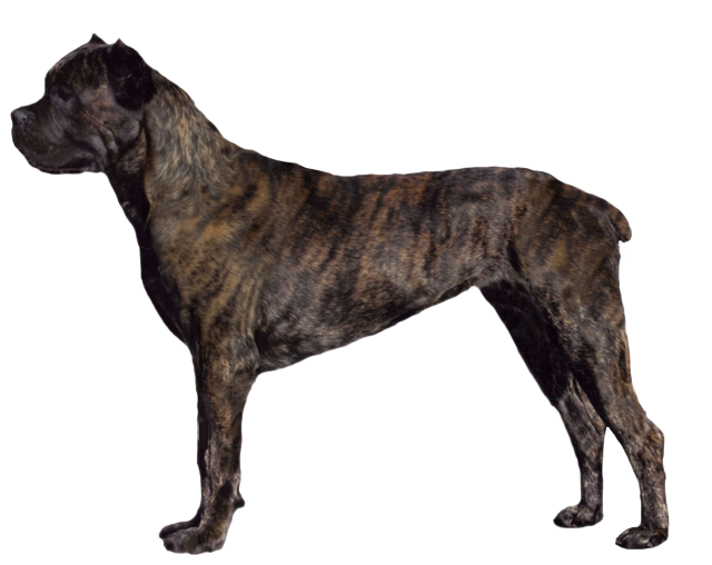 Grooming the Cane Corso