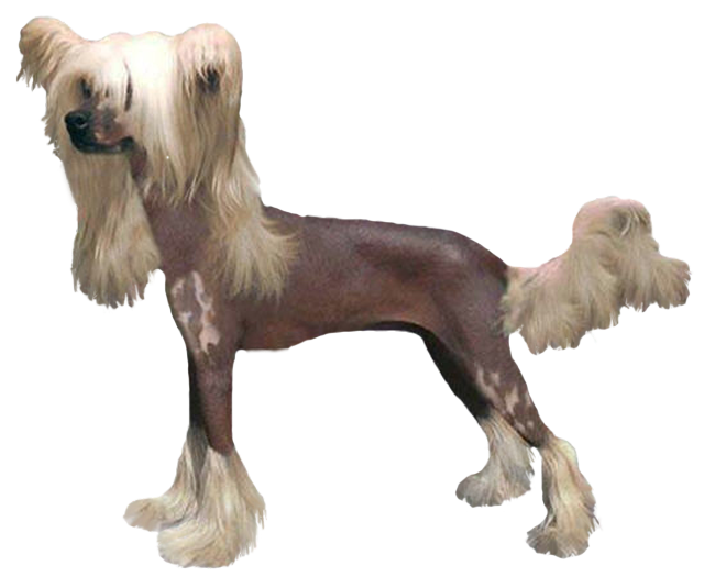 Grooming the Chinese Crested