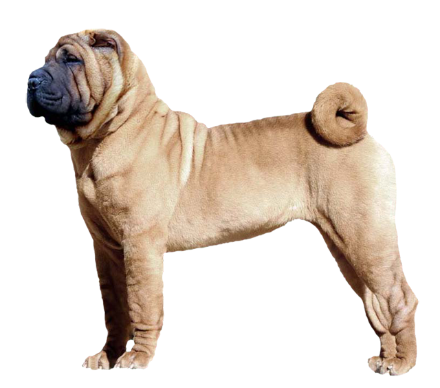 Grooming the Chinese Shar-Pei