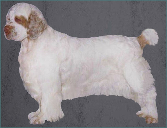 Grooming the Clumber Spaniel