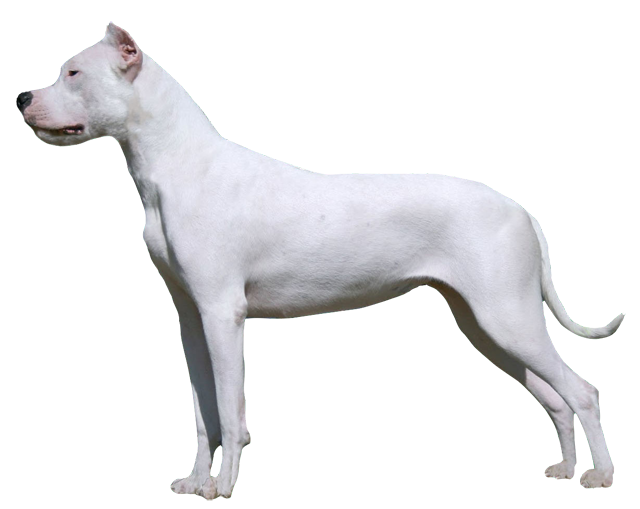 Grooming the Dogo Argentino