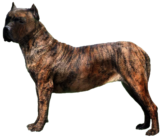 Grooming the Dogo Canario