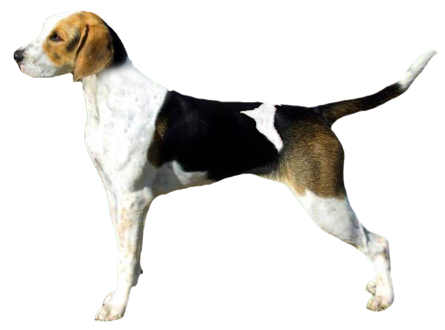 Grooming the English Foxhound