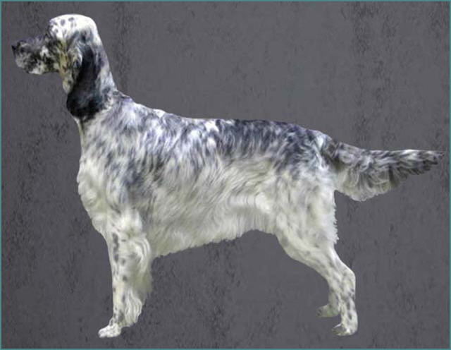Grooming the English Setter