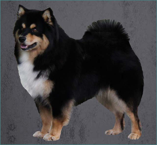 Grooming the Finnish Lapphund