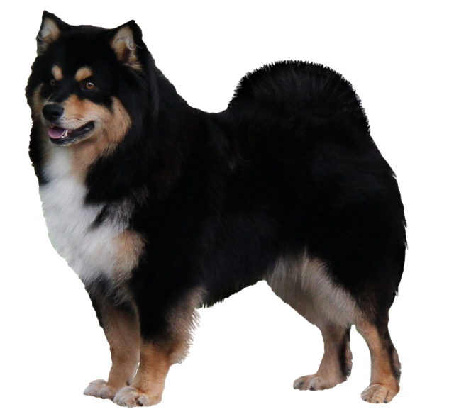 Grooming the Finnish Lapphund