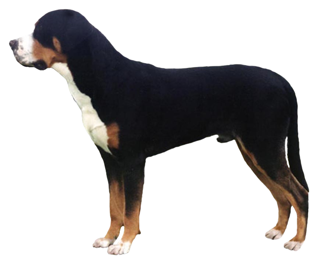 Grooming the Greater Swiss Mountain Dog