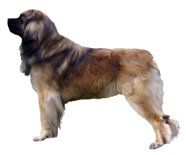 Grooming the Leonberger