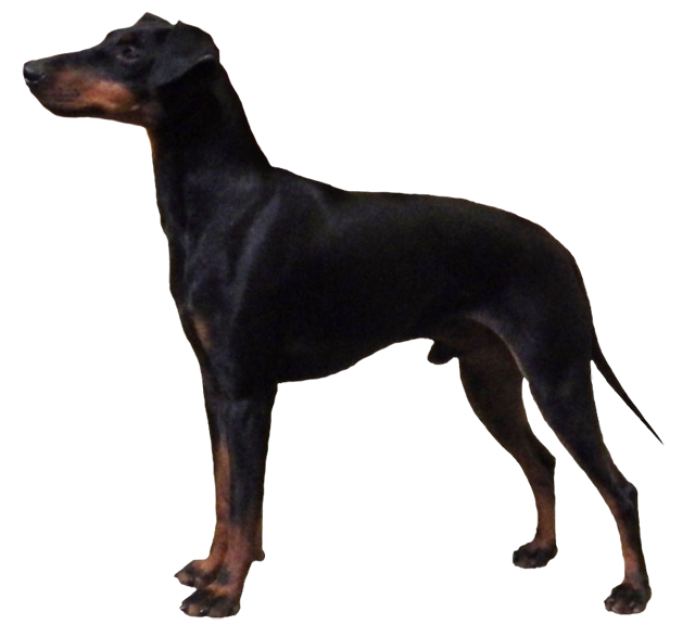 Grooming the Manchester Terrier