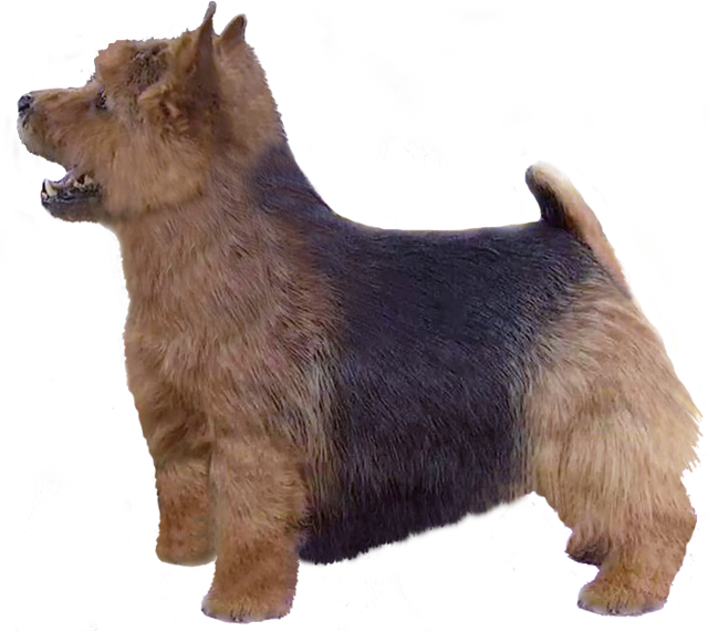 Grooming the Norwich Terrier