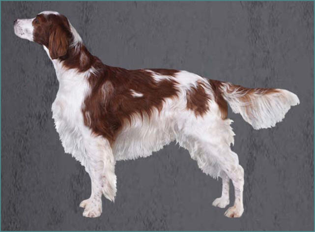 Grooming the Irish Red and White Setter