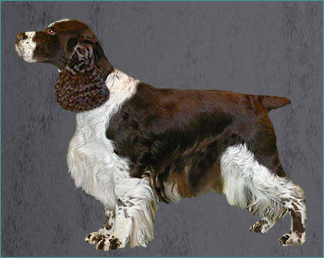 Grooming the English Springer Spaniel