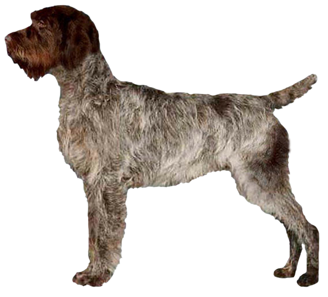 Wirehaired Pointing Griffon Grooming