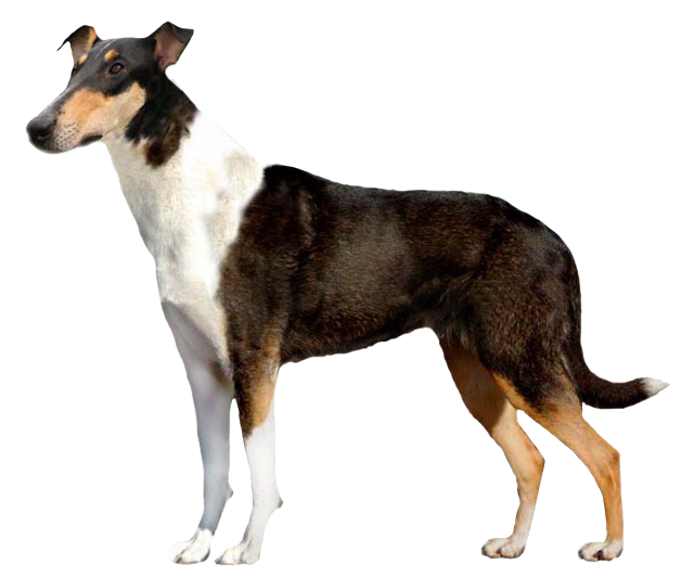Grooming the Smooth Collie