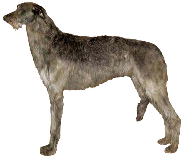 Scottish Deerhound Grooming